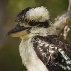 Australian Laughing Kookaburra (Dacelo novaeguineae)