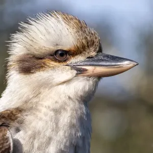Australian Laughing Kookaburra Close-Up Print