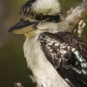 Australian Laughing Kookaburra (Dacelo novaeguineae) Australian Laughing Kookaburra (Dacelo novaeguineae)