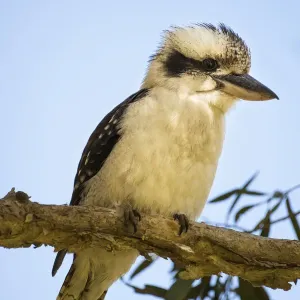 Australian Laughing Kookaburra (Dacelo novaeguineae) Australian Laughing Kookaburra (Dacelo novaeguineae)