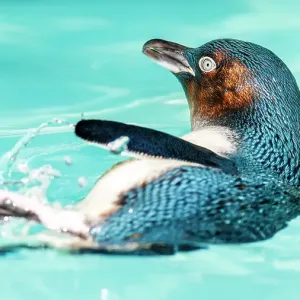Australian Little Penguin (Eudyptula minor) playing in the water Australian Little Penguin (Eudyptula minor) playing in the water