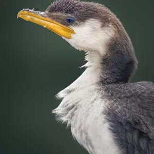 Australian Little Pied Cormorant (Microcarbo melanoleucos) portrait