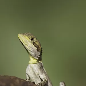 An Australian lizard (Amphibolurus gilberti)