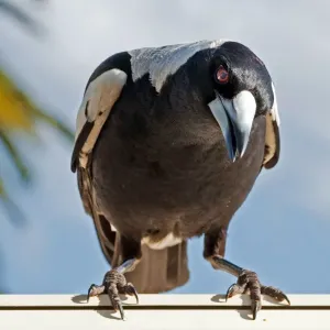 Australian Magpie