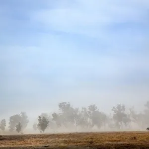 Australian native trees in fog