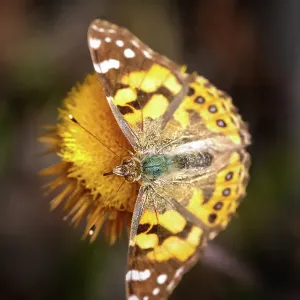 Australian Painted Lady butterfly on a everlasting daisy flower Australian Painted Lady butterfly on a everlasting daisy flower