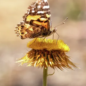 Australian PaintedLady butterfly on a everlasting daisy flower Australian PaintedLady butterfly on a everlasting daisy flower