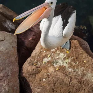 Australian Pelican