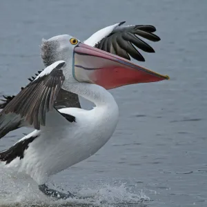 Australian Pelican