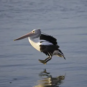 Australian Pelican landing on water, Pelecanus conspicullatus, Kangaroo Island, Australia