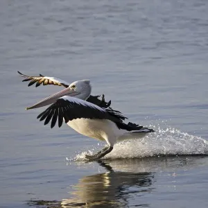 Australian Pelican landing on water, Pelecanus conspicillatus, Kangaroo Island, Australia