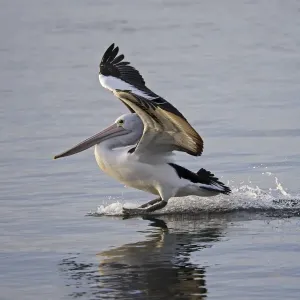 Australian Pelican landing on water, Pelecanus conspicillatus, Kangaroo Island, Australia