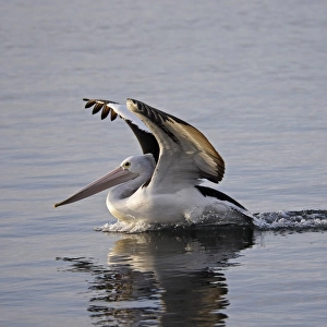 Australian Pelican landing on water, Pelecanus conspicullatus, Kangaroo Island, Australia