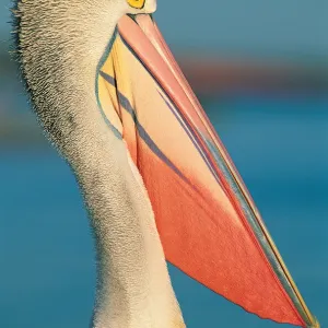Australian Pelican (Pelecanus conspicillatus)