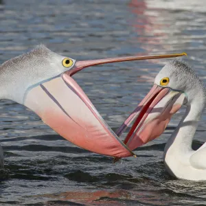 Australian pelicans