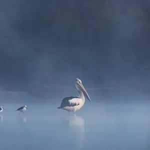 Australian Pelicans in the early morning fog Australian Pelicans in the early morning fog