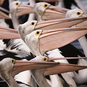 Australian Pelicans, Kangaroo Island, Australia