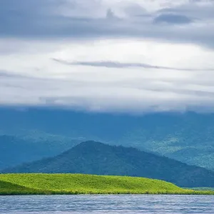 Australian rainforest, tropical, tropical in Port Douglas, Queensland, Australia, Oceania