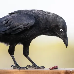Australian Raven Softening Food Print