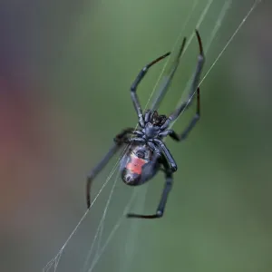 Australian Redback Spider Print - Close-up of Underside Australian Redback Spider Print - Close-up of Underside