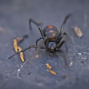 Australian Redback Spider