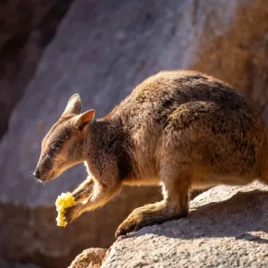 Australian Rock Wallaby in the wild