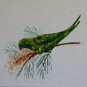 Australian Scaly-breasted Lorikeet Print Australian Scaly-breasted Lorikeet Print