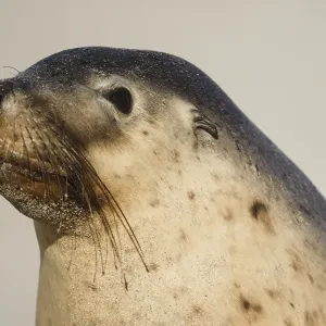 Australian sea lion
