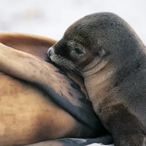 Australian Sea Lion (Neophoca Cinerea)
