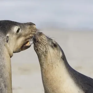 Australian sea lions