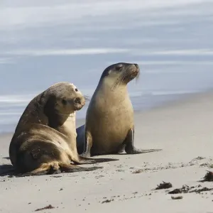 Australian sea lions