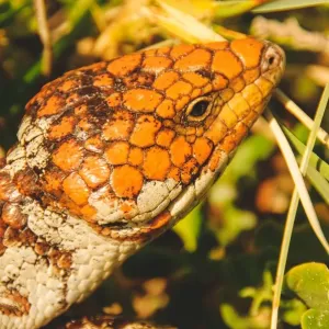Australian skink Australian skink
