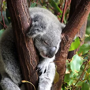 Australian sleeping koala