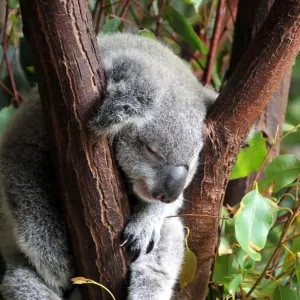 Australian sleeping koala Australian sleeping koala