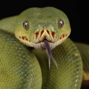 Australian Snake Australian Snake