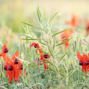 Australian Sturts Desert Pea