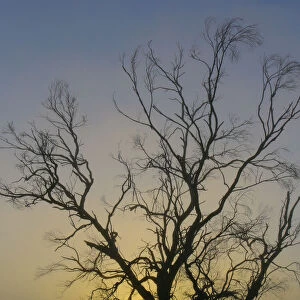 Australian Sunrise Misty Tree Silhouette
