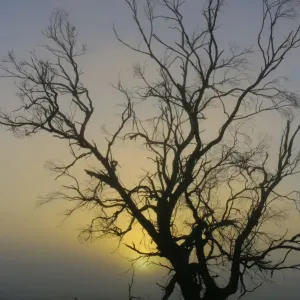 Australian Sunrise Misty Tree Silhouette Australian Sunrise Misty Tree Silhouette