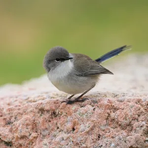 Australian Superb Fairy Wren sitting on a endemic rock. Green bokeh muted background. Cute tiny bird Australian Superb Fairy Wren sitting on a endemic rock. Green bokeh muted background. Cute tiny bird