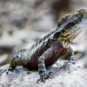 Australian Water Agame (Physignathus lesueurii)