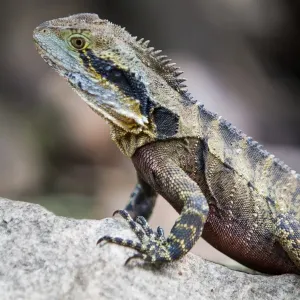Australian Water Agame (Physignathus lesueurii)