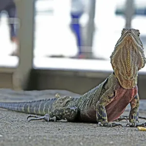 Australian Water Dragon in Brisbanes Central Business District