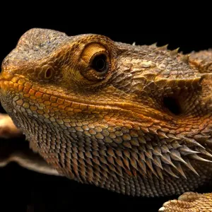 Australian Water Dragon Close Up