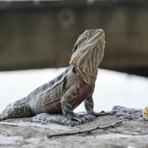 Australian Water Dragon Print by the Brisbane River
