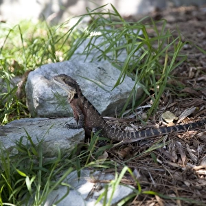 Australian Water Dragon (Physignathus lesueurii) resting in shade, Manly, Sydney, New South Wales, Australia