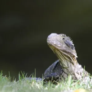 Australian water dragon (Physignathus lesueurii), Australia