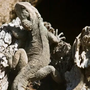 Australian Water Dragon Print Australian Water Dragon Print