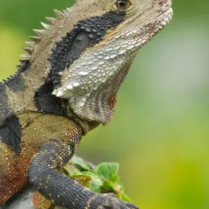 Australian Water Dragon Print - Close-up Portrait Australian Water Dragon Print - Close-up Portrait