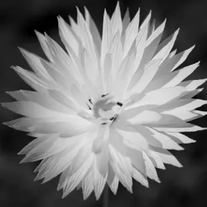 An Australian wildflower Daisy in full bloom An Australian wildflower Daisy in full bloom