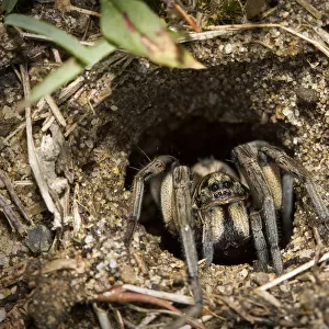 Australian Wolf spider in its Burrow